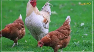 تطور جديد.. أسعار الفراخ اليوم في بورصة الدواجن وتحديث سعر الكيلو الآن 1